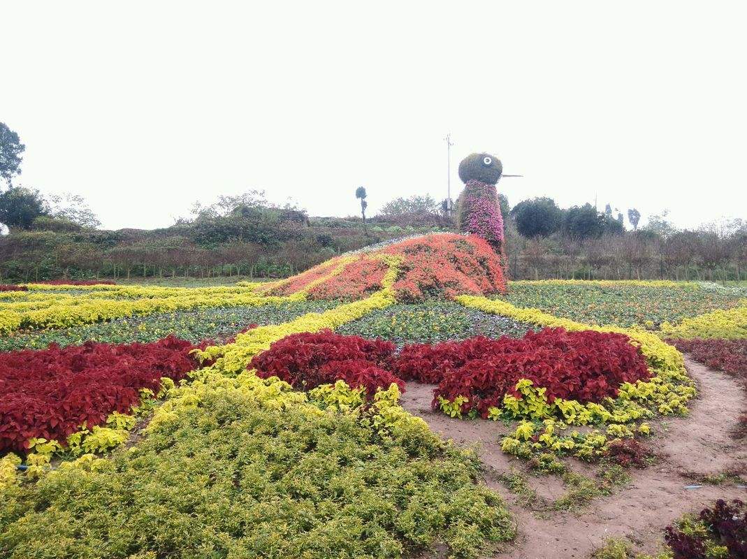 花卉造型